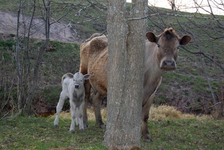 mommy and baby - calf, farm, animals, cows