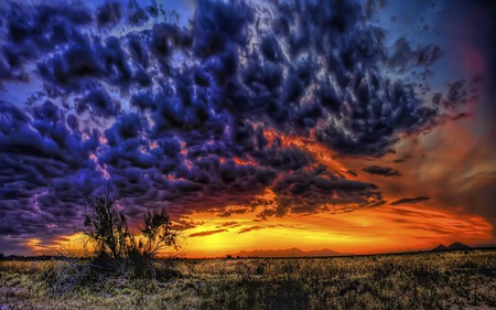 Sunset - ray, desert, grass, field, tree, sky