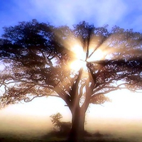 The Misting Tree