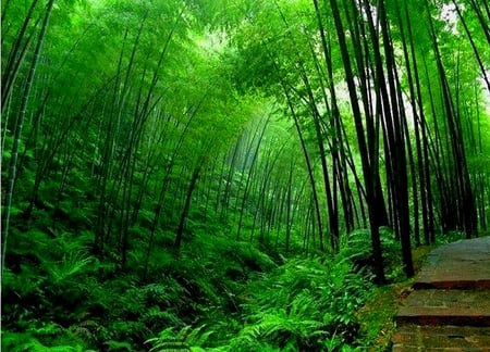 DANCING BAMBOO TREES - stairs, forest, steps, green, bamboo, bends, ferns