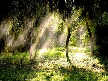 MAGICAL MORNING - sunrays, shinedust, morning, forest, glitters