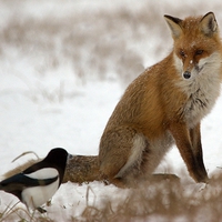 Fox talking to a bird