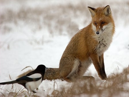 Fox talking to a bird - foxes, animals