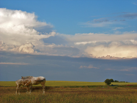 Field - nature, fields