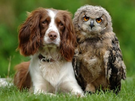 Dog and owl - dogs, animals, owls