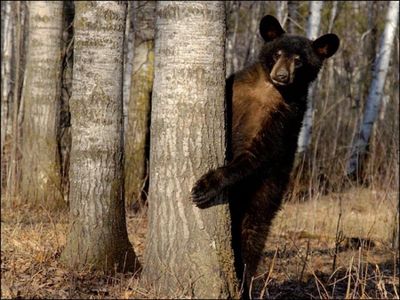 Can you see me? - bears, animals