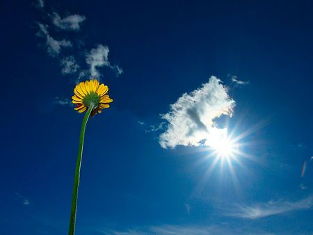 spring - flowers, sky, spring