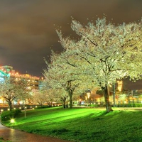 Sakura near the World Porters Mall is still at full bloom