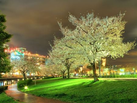 Sakura near the World Porters Mall is still at full bloom - bloom, night, sakura, park