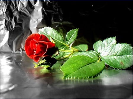  red rose  - red, flower, rose, water, leaves, lovely, passion, romantic, green