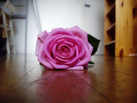 pink rose - romantic, beautiful, pink, rose, floor, flower