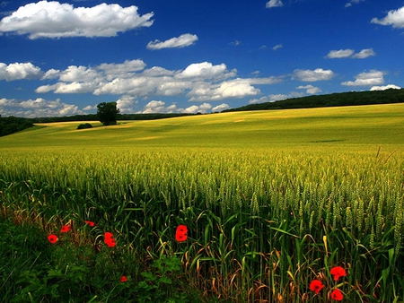 Field - nature, fields