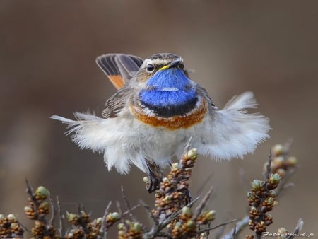 Bird - birds, animals