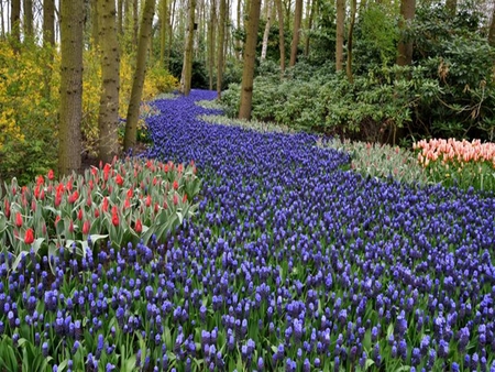 Path through the flowers - flowers, nature