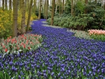 Path through the flowers