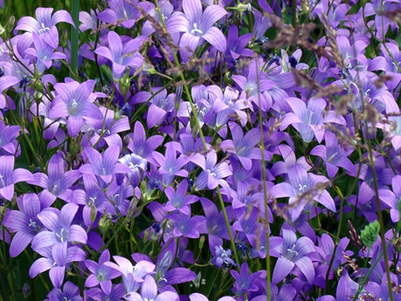 Violet flowers - flowers, nature