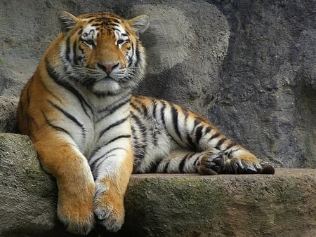 Calm tiger - animals, tigers