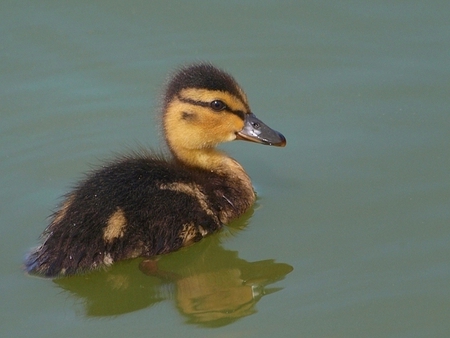 Baby duck - ducks, animals