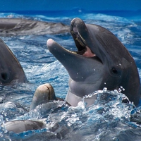 Dolphins