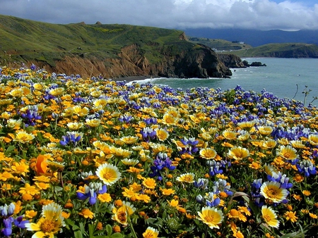 Blossomed shore - lakes, nature, fields