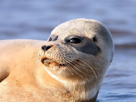 Seal - seals, animals