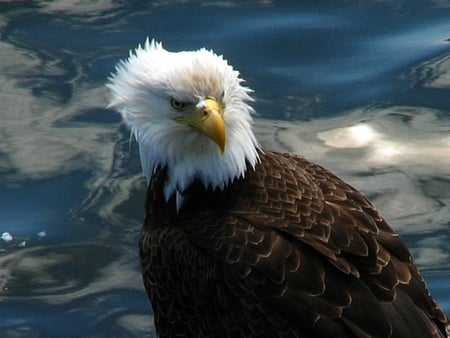 Eagle - birds, eagles, animals