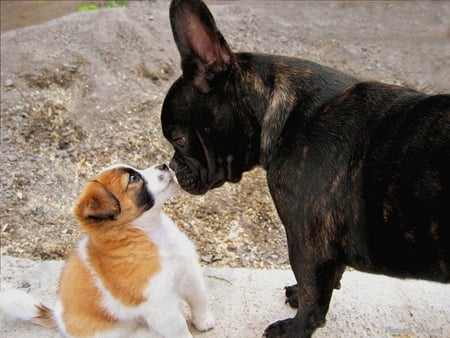 I'm bigger than you - dogs, animals