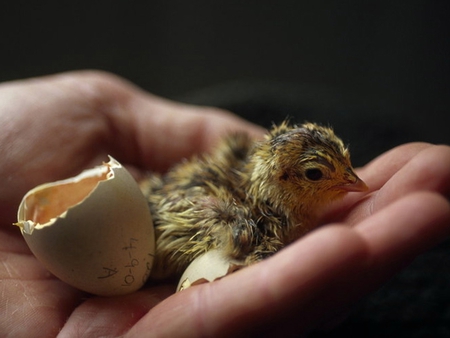 Just hatched chick - chicks, animals