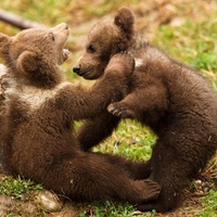 Baby bears