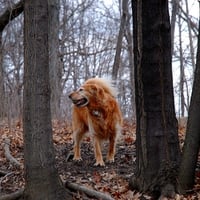 STROLL IN WOODS