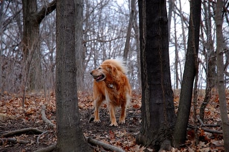 STROLL IN WOODS - jungle, dog, strolling, fog, fallen leaves