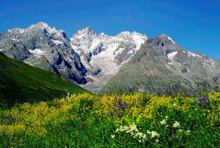 Wild Flowers - picture, mountains, wild flowers, cool