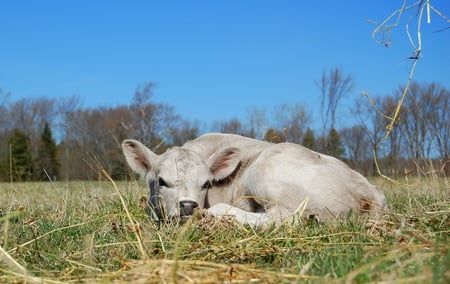 baby girl - cow, sunny, relaxing, calves, field, animals