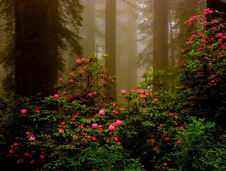 FOREST MIST - trees, fog, red, green, mist, plants, forest, dark