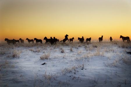 Cool and Beautiful Morning - horse, day