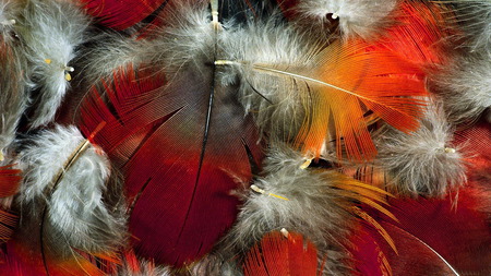 feathers - abstract, hot, red, 3d, feathers, art