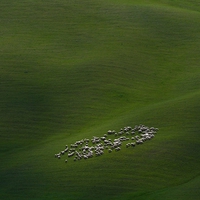 Field with sheep