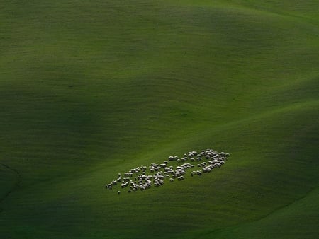 Field with sheep - animals, fields