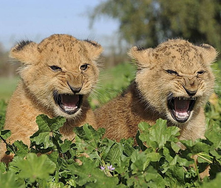 angry cubs - angry, hot, cute, cubs, animals