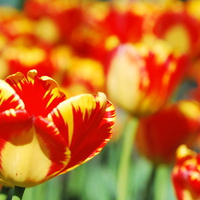 Red and Yellow Tulips