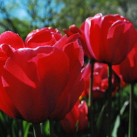 Pink Tulips 