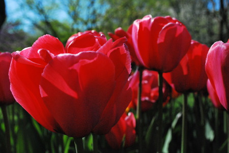 Pink Tulips  - nature, pink, red, brooklyn, tulips, gardens, flowers