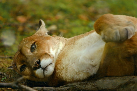 cougar - animals, cute, cat, cougar, native, hot