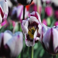 Tulips looking at you!