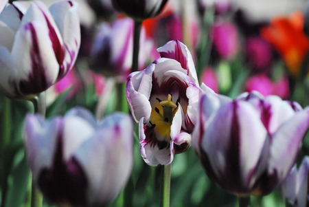 Tulips looking at you! - flowers, tulips, white, nature, purple, gardens, brooklyn