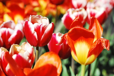 Tulips in Bloom - red, pink, tulips, flowers, yellow, gardens, white, brooklyn, nature