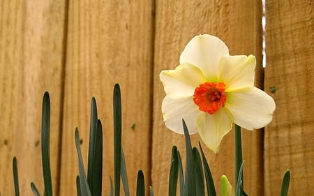 daffodil - flowers, nature, daffodil, hot