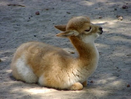 Afternoon Siesta - laying, llama, brown, cute, baby