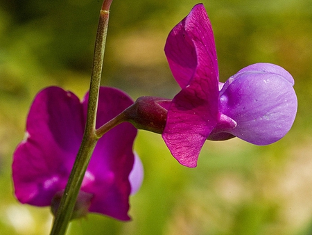 Flower - flowers, nature