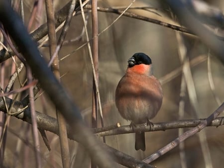 Bird - birds, animals